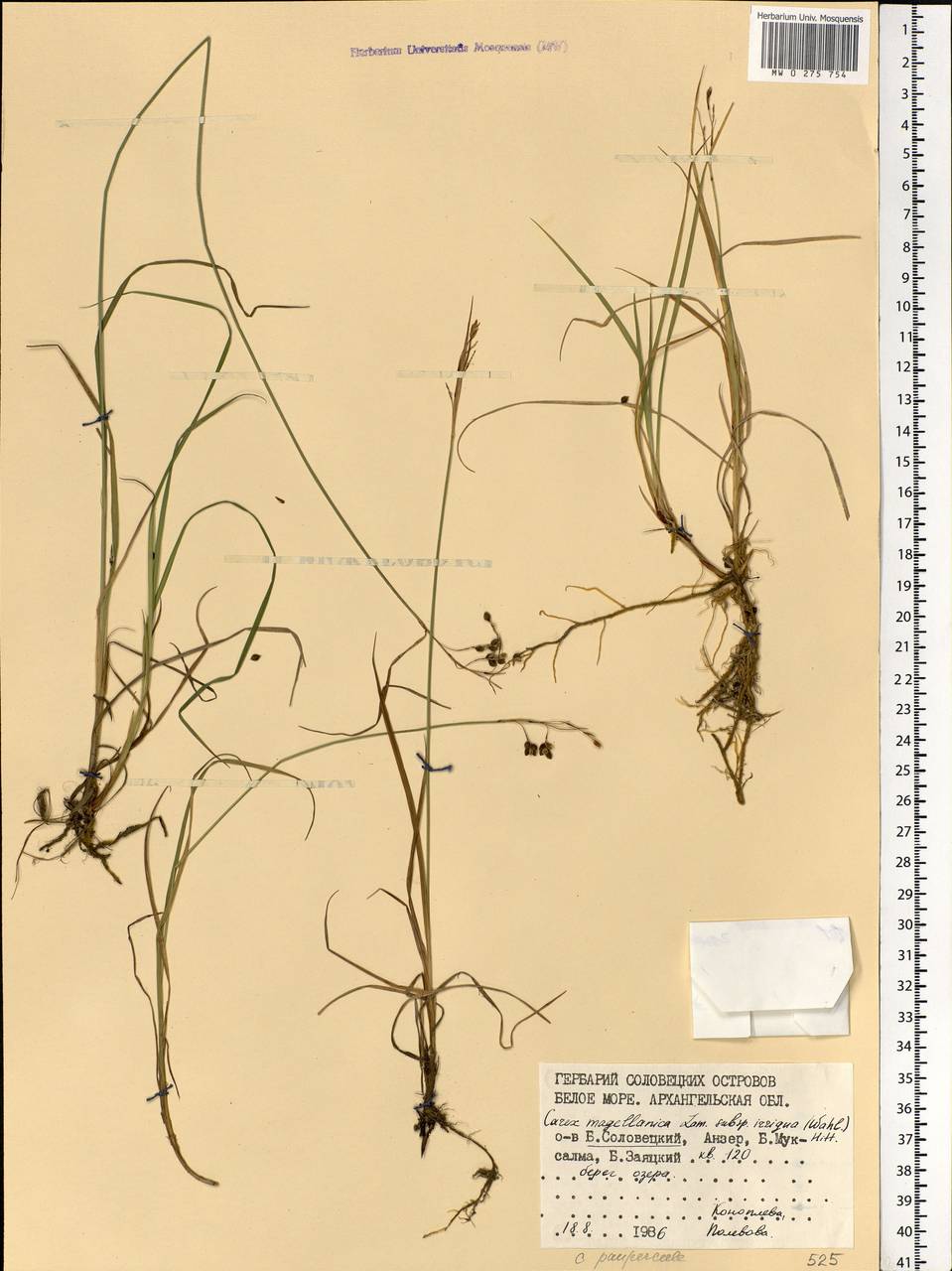Carex magellanica subsp. irrigua (Wahlenb.) Hiitonen, Eastern Europe, Northern region (E1) (Russia)