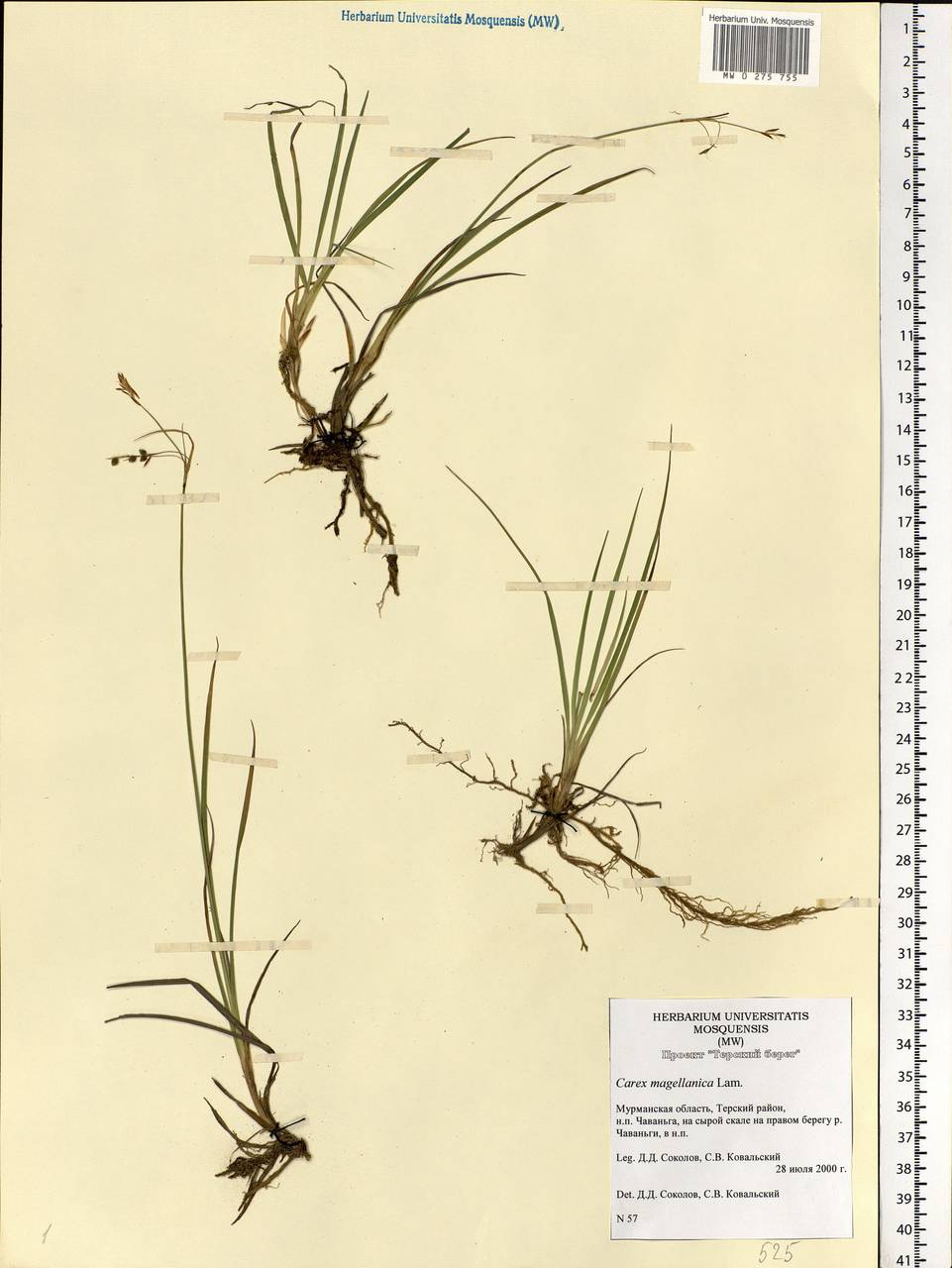 Carex magellanica subsp. irrigua (Wahlenb.) Hiitonen, Eastern Europe, Northern region (E1) (Russia)