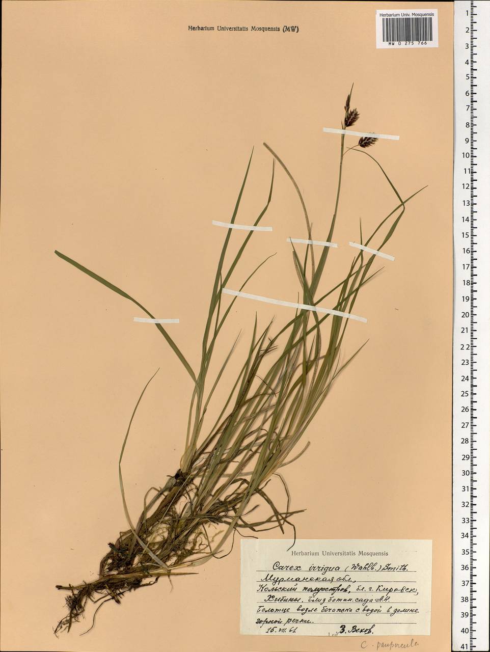 Carex magellanica subsp. irrigua (Wahlenb.) Hiitonen, Eastern Europe, Northern region (E1) (Russia)