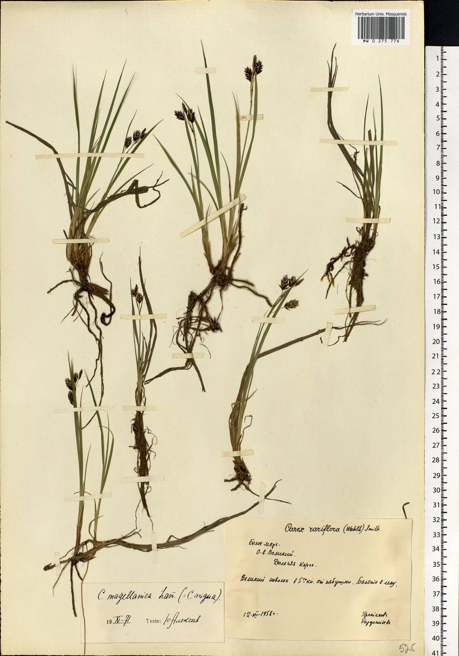 Carex magellanica subsp. irrigua (Wahlenb.) Hiitonen, Eastern Europe, Northern region (E1) (Russia)