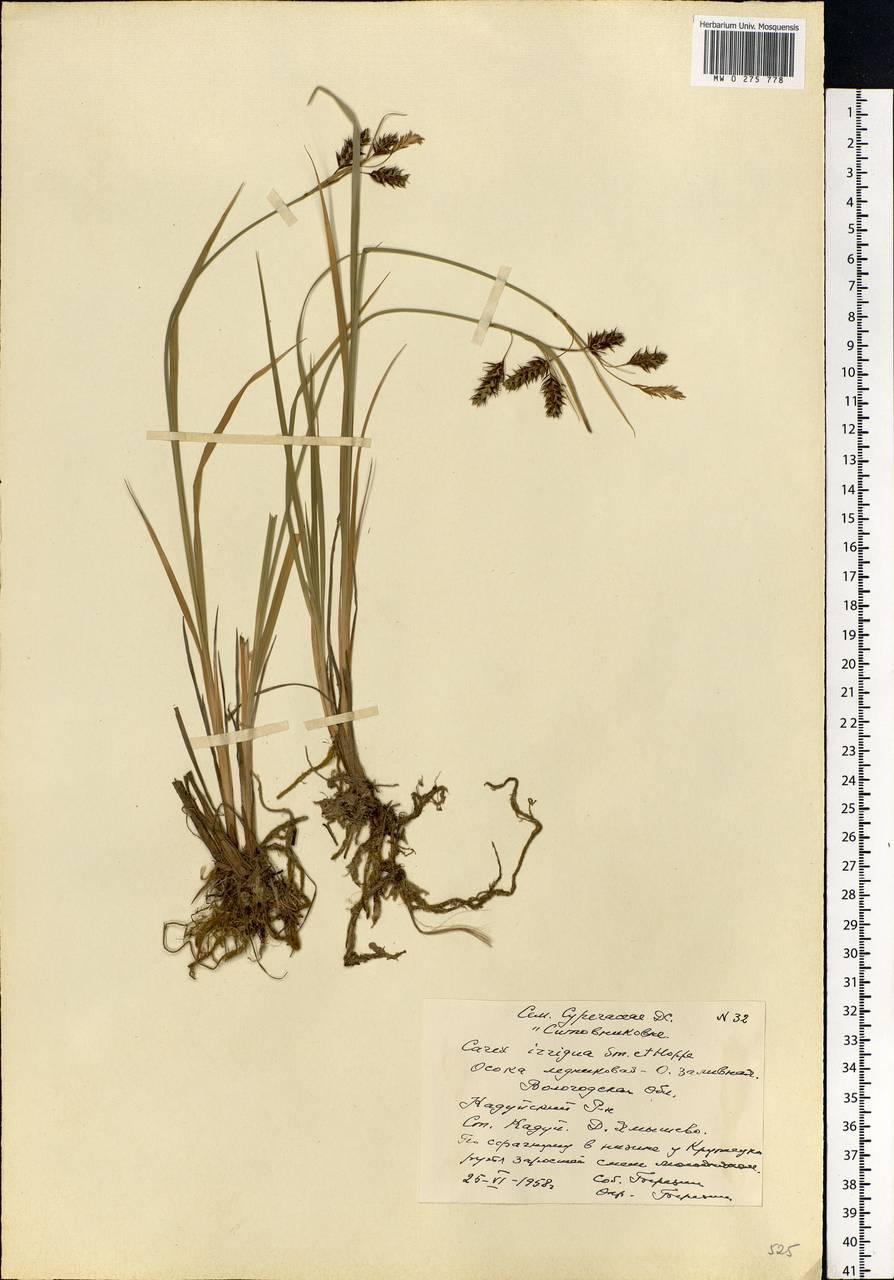 Carex magellanica subsp. irrigua (Wahlenb.) Hiitonen, Eastern Europe, Northern region (E1) (Russia)