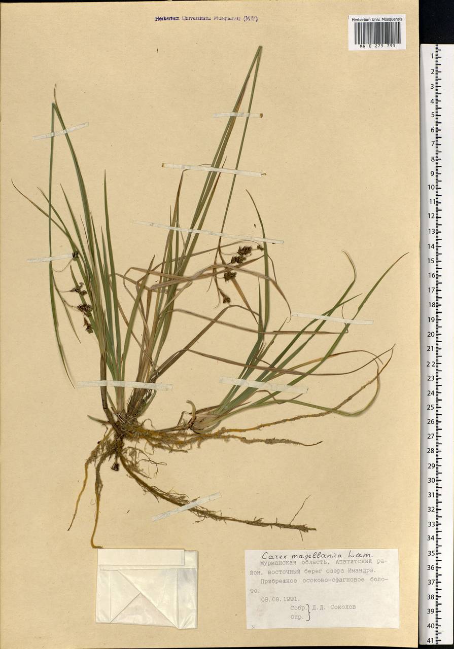 Carex magellanica subsp. irrigua (Wahlenb.) Hiitonen, Eastern Europe, Northern region (E1) (Russia)