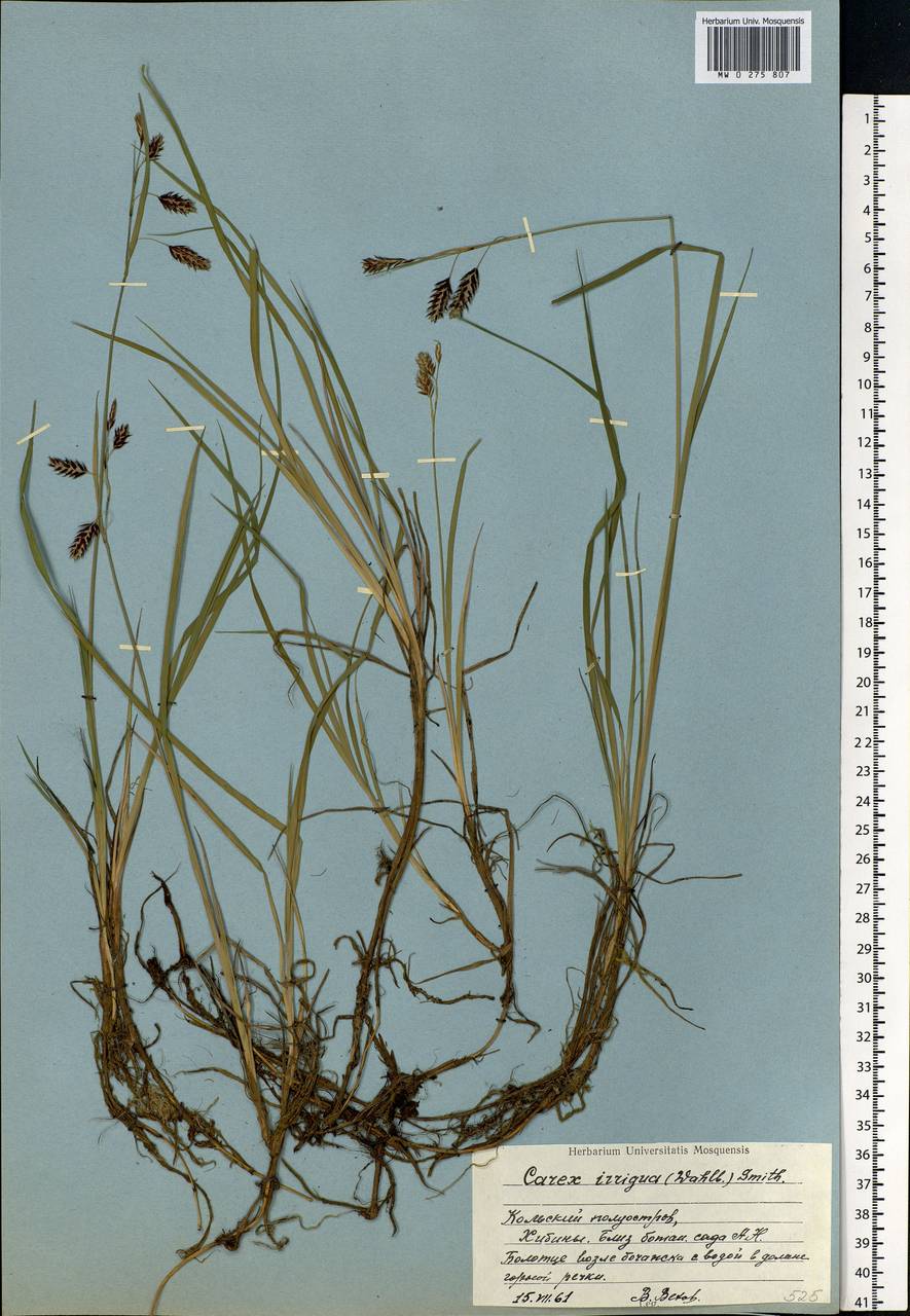Carex magellanica subsp. irrigua (Wahlenb.) Hiitonen, Eastern Europe, Northern region (E1) (Russia)