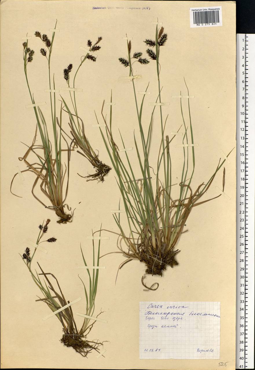 Carex magellanica subsp. irrigua (Wahlenb.) Hiitonen, Eastern Europe, Northern region (E1) (Russia)