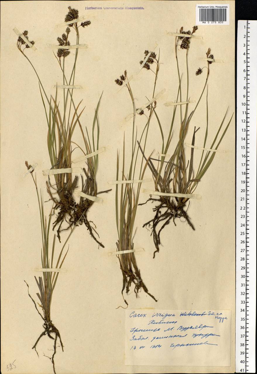 Carex magellanica subsp. irrigua (Wahlenb.) Hiitonen, Eastern Europe, Northern region (E1) (Russia)