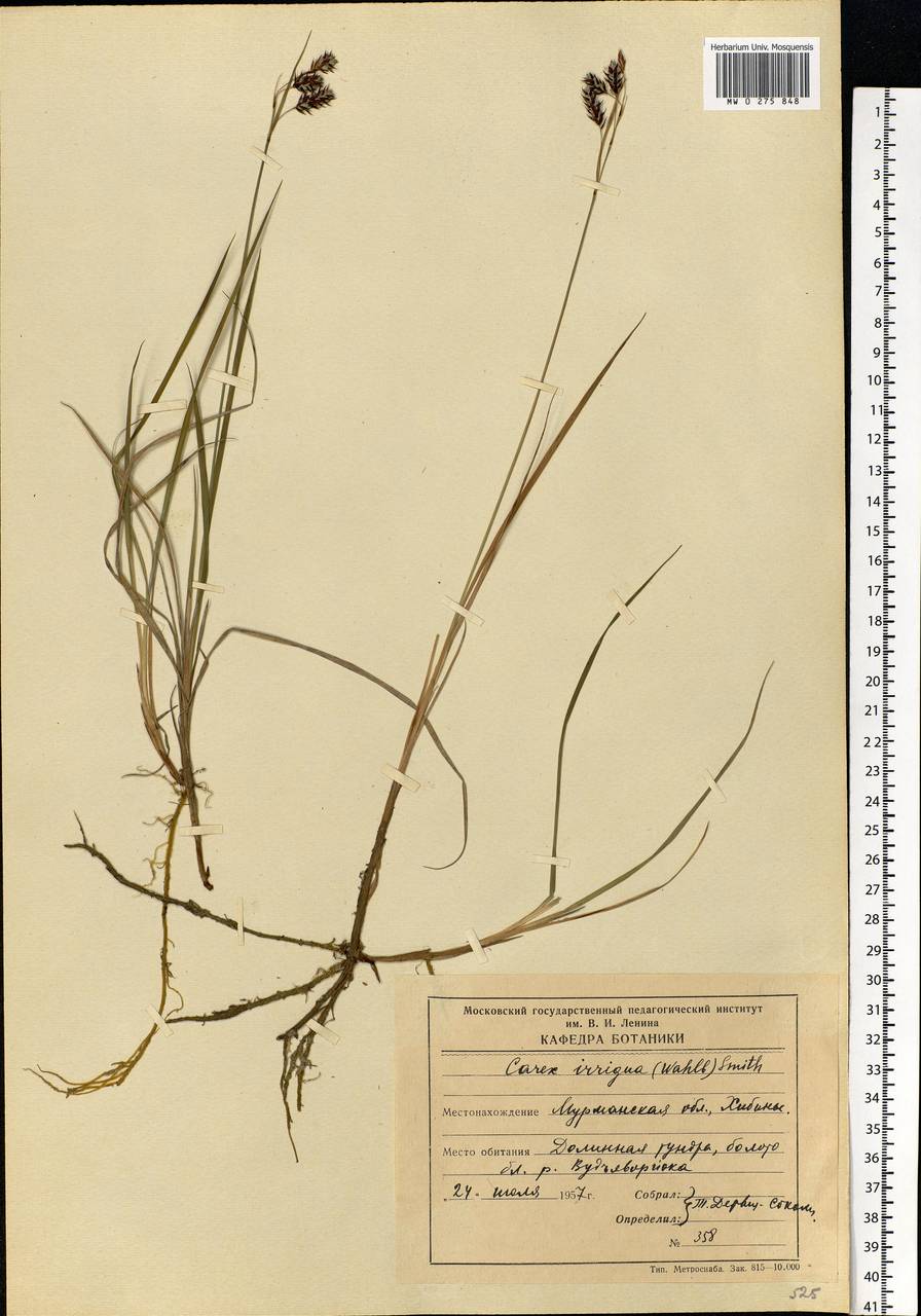 Carex magellanica subsp. irrigua (Wahlenb.) Hiitonen, Eastern Europe, Northern region (E1) (Russia)