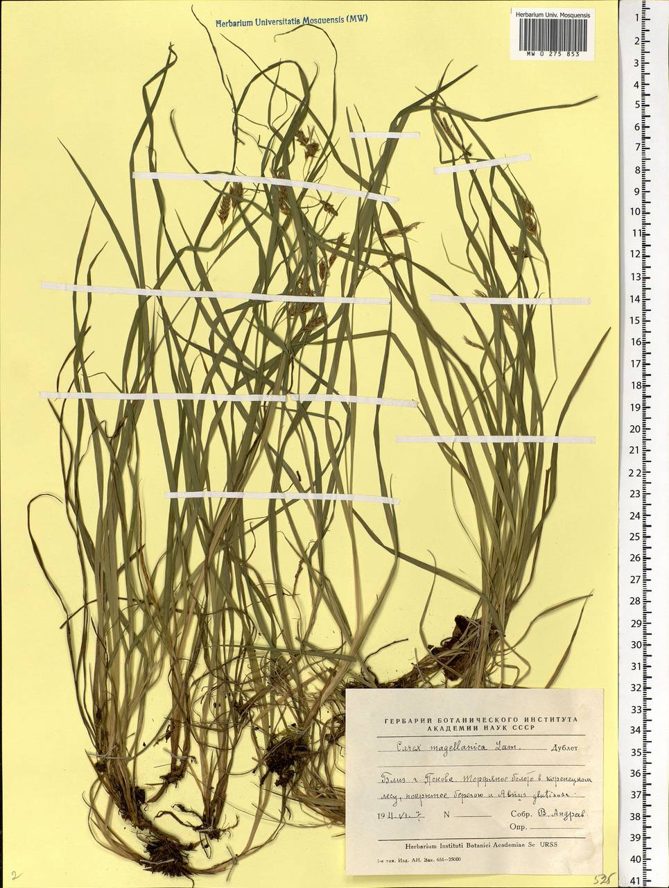 Carex magellanica subsp. irrigua (Wahlenb.) Hiitonen, Eastern Europe, North-Western region (E2) (Russia)