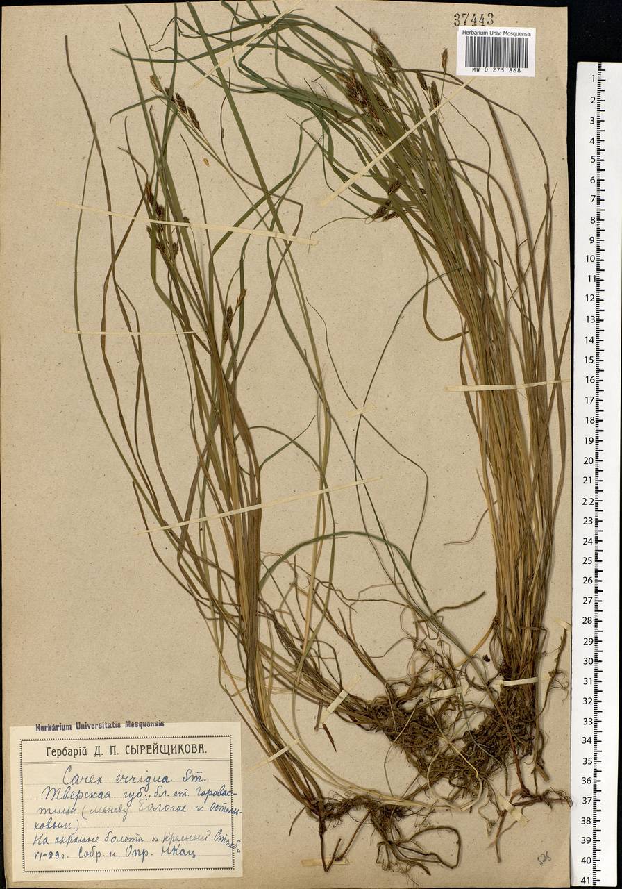 Carex magellanica subsp. irrigua (Wahlenb.) Hiitonen, Eastern Europe, North-Western region (E2) (Russia)