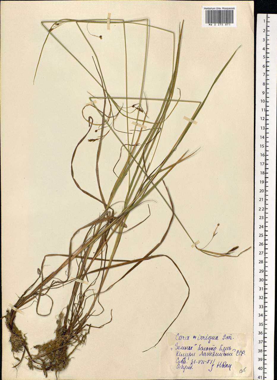 Carex magellanica subsp. irrigua (Wahlenb.) Hiitonen, Eastern Europe, Latvia (E2b) (Latvia)