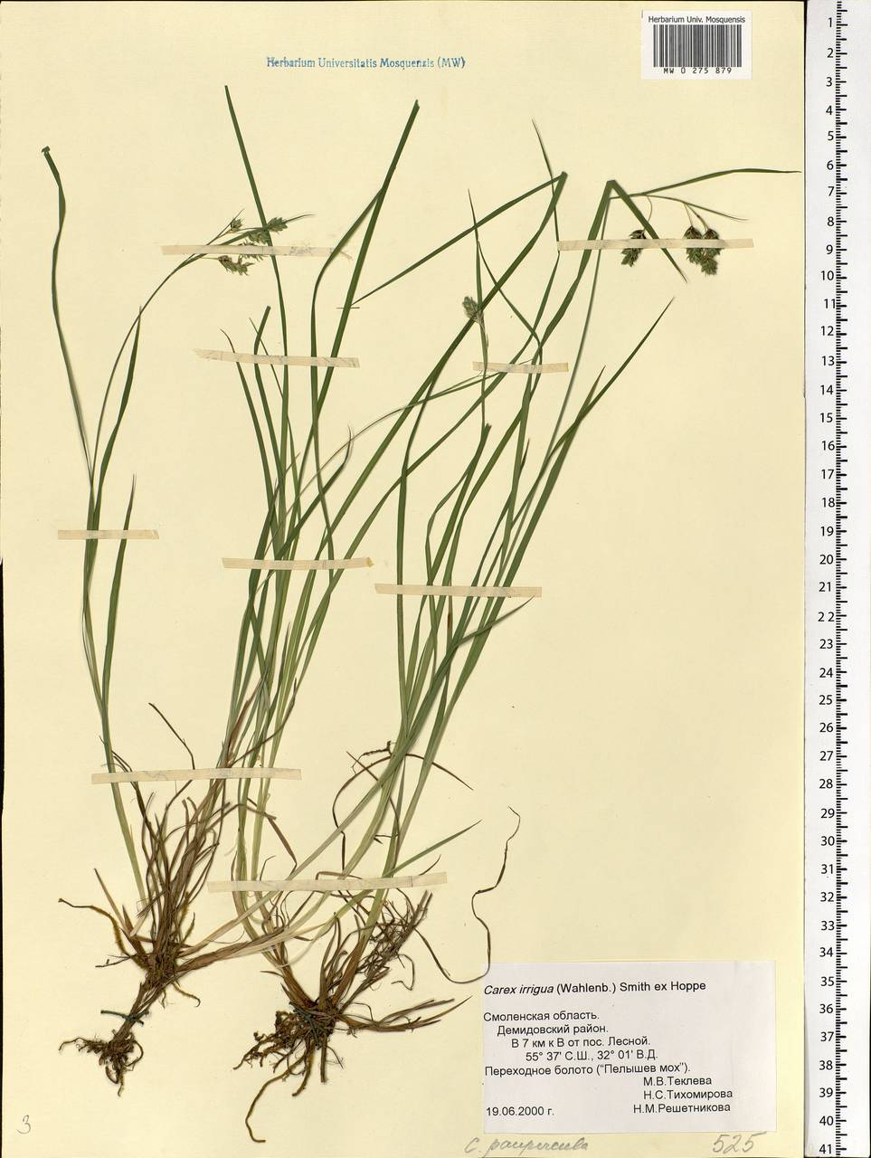 Carex magellanica subsp. irrigua (Wahlenb.) Hiitonen, Eastern Europe, Western region (E3) (Russia)
