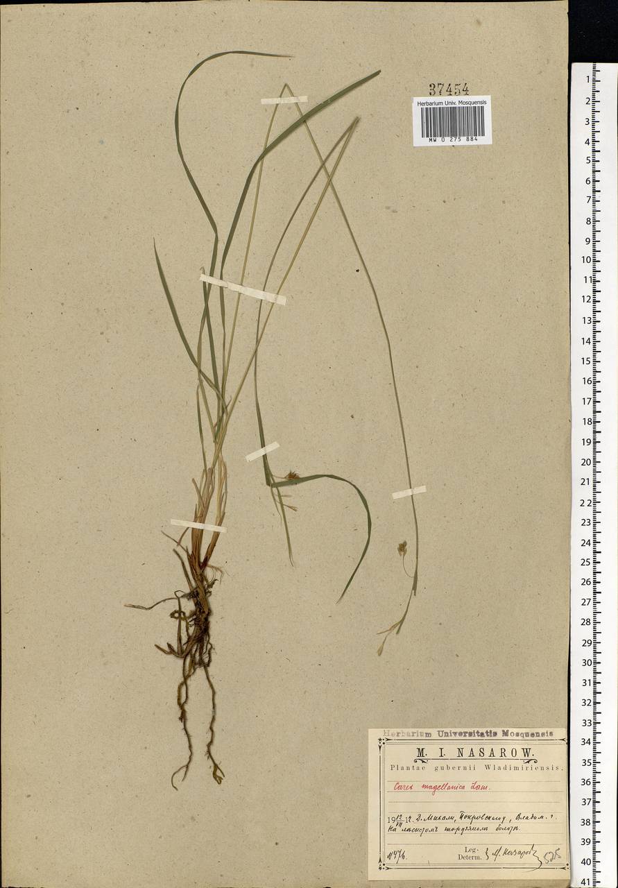 Carex magellanica subsp. irrigua (Wahlenb.) Hiitonen, Eastern Europe, Central region (E4) (Russia)