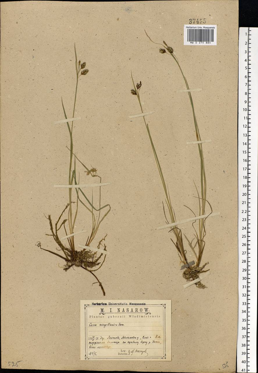 Carex magellanica subsp. irrigua (Wahlenb.) Hiitonen, Eastern Europe, Central region (E4) (Russia)