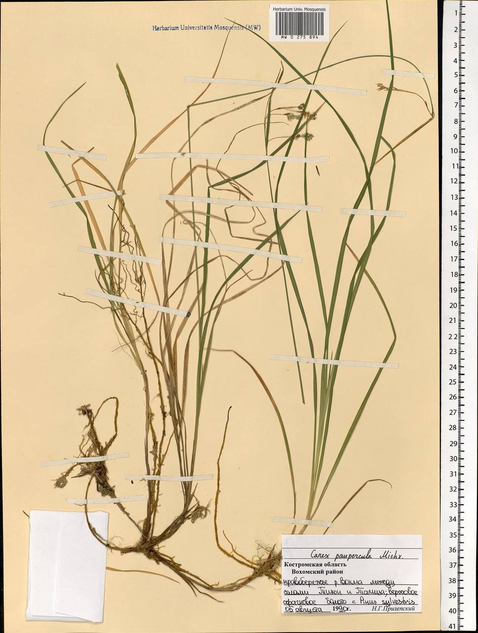 Carex magellanica subsp. irrigua (Wahlenb.) Hiitonen, Eastern Europe, Central forest region (E5) (Russia)