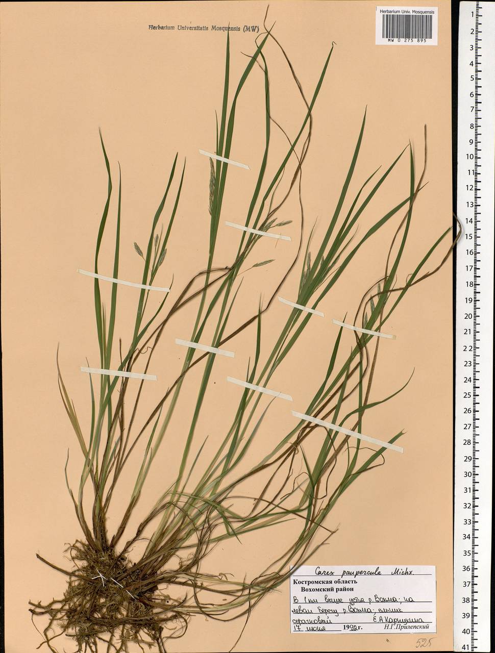 Carex magellanica subsp. irrigua (Wahlenb.) Hiitonen, Eastern Europe, Central forest region (E5) (Russia)