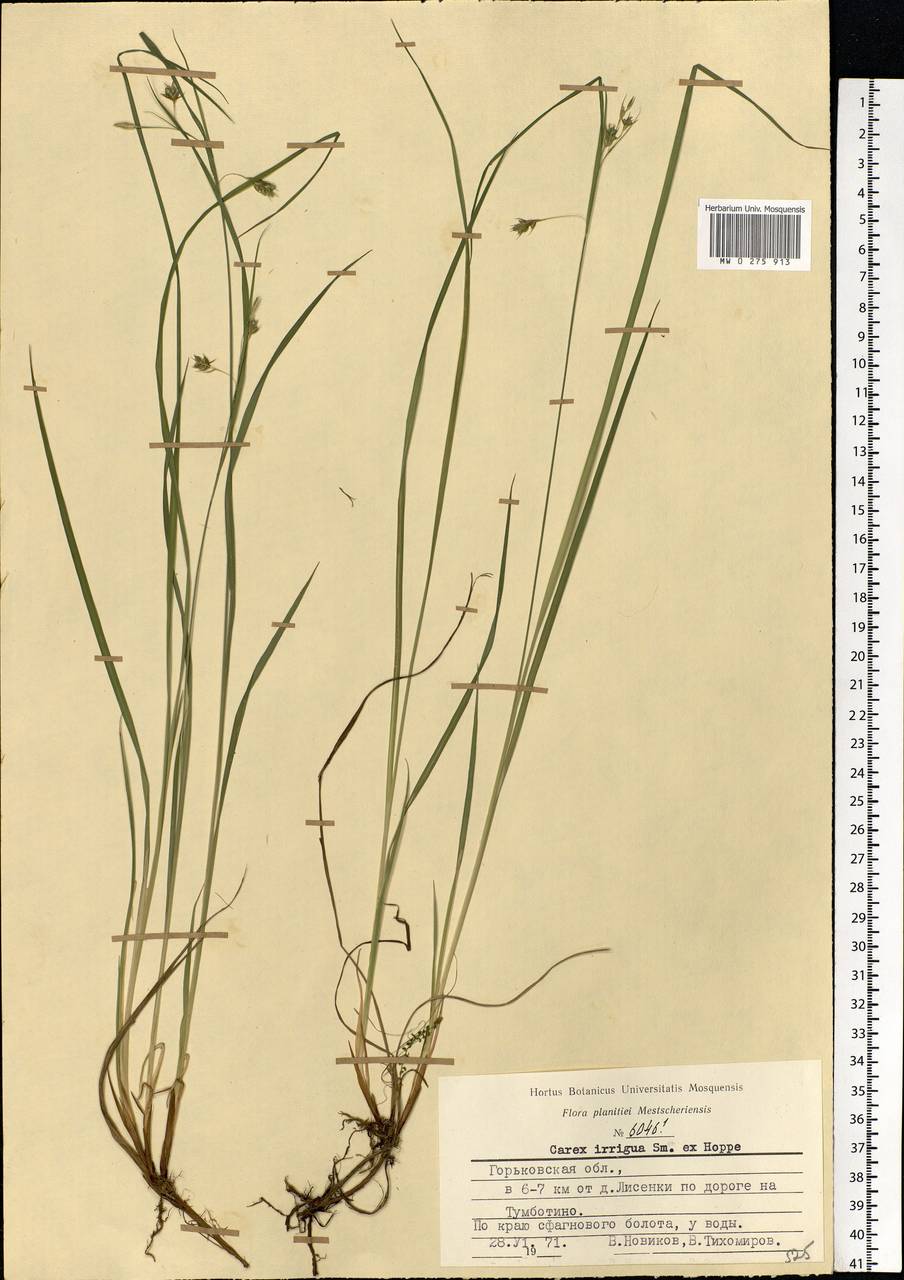 Carex magellanica subsp. irrigua (Wahlenb.) Hiitonen, Eastern Europe, Volga-Kama region (E7) (Russia)