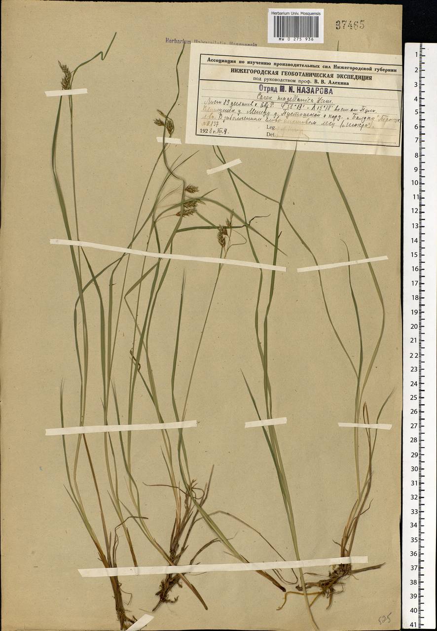 Carex magellanica subsp. irrigua (Wahlenb.) Hiitonen, Eastern Europe, Central forest region (E5) (Russia)