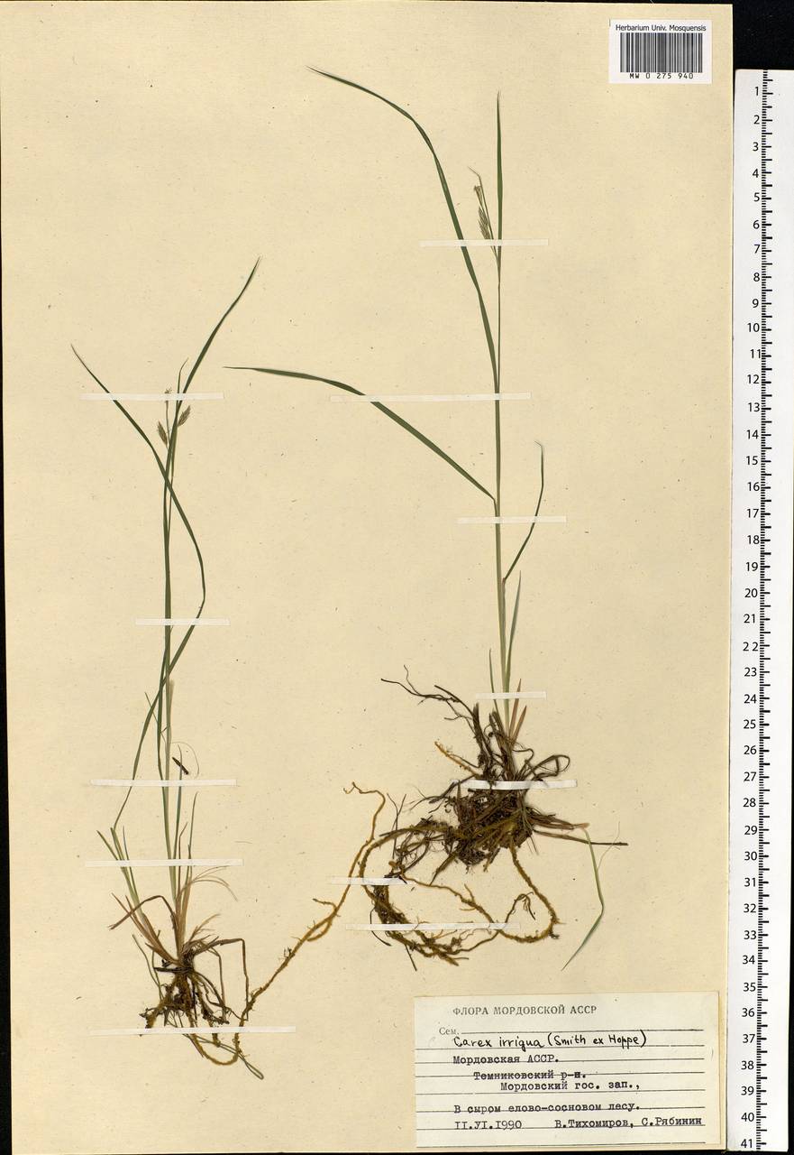 Carex magellanica subsp. irrigua (Wahlenb.) Hiitonen, Eastern Europe, Middle Volga region (E8) (Russia)