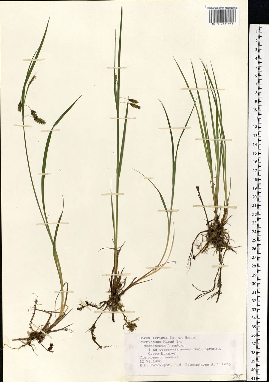 Carex magellanica subsp. irrigua (Wahlenb.) Hiitonen, Eastern Europe, Middle Volga region (E8) (Russia)