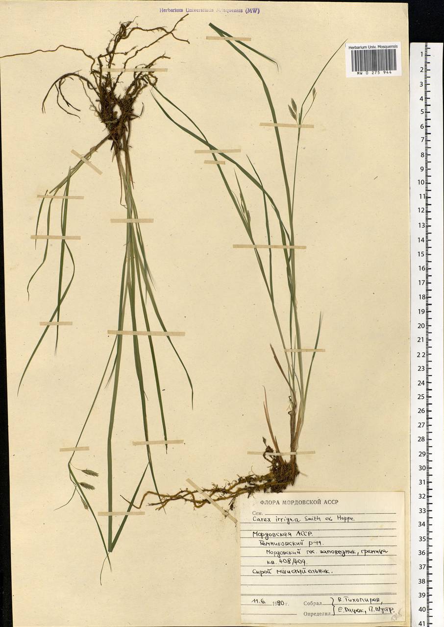 Carex magellanica subsp. irrigua (Wahlenb.) Hiitonen, Eastern Europe, Middle Volga region (E8) (Russia)