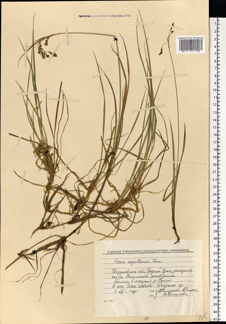 Carex magellanica subsp. irrigua (Wahlenb.) Hiitonen, Eastern Europe, Eastern region (E10) (Russia)