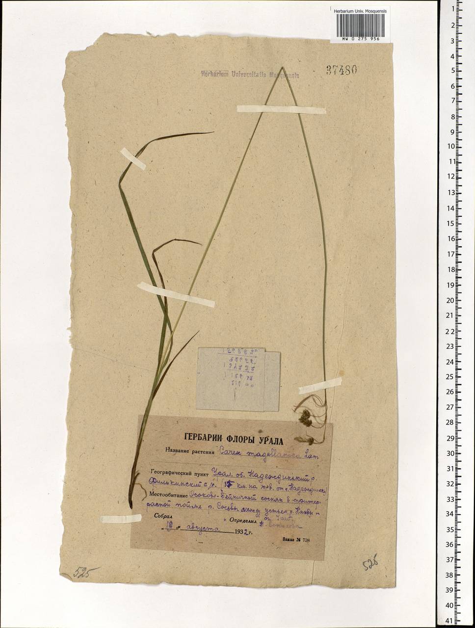 Carex magellanica subsp. irrigua (Wahlenb.) Hiitonen, Eastern Europe, Eastern region (E10) (Russia)