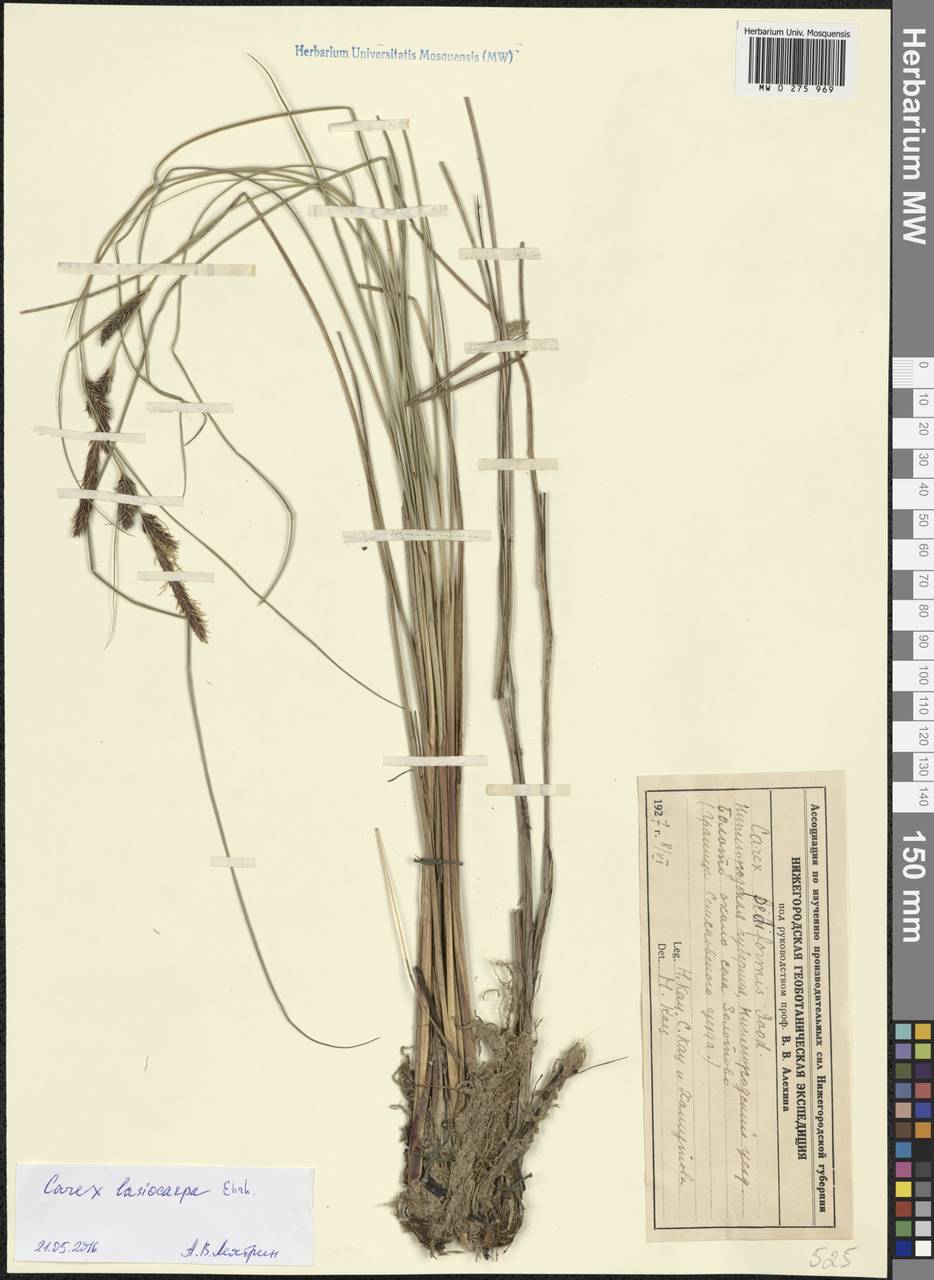 Carex lasiocarpa Ehrh., Eastern Europe, Volga-Kama region (E7) (Russia)