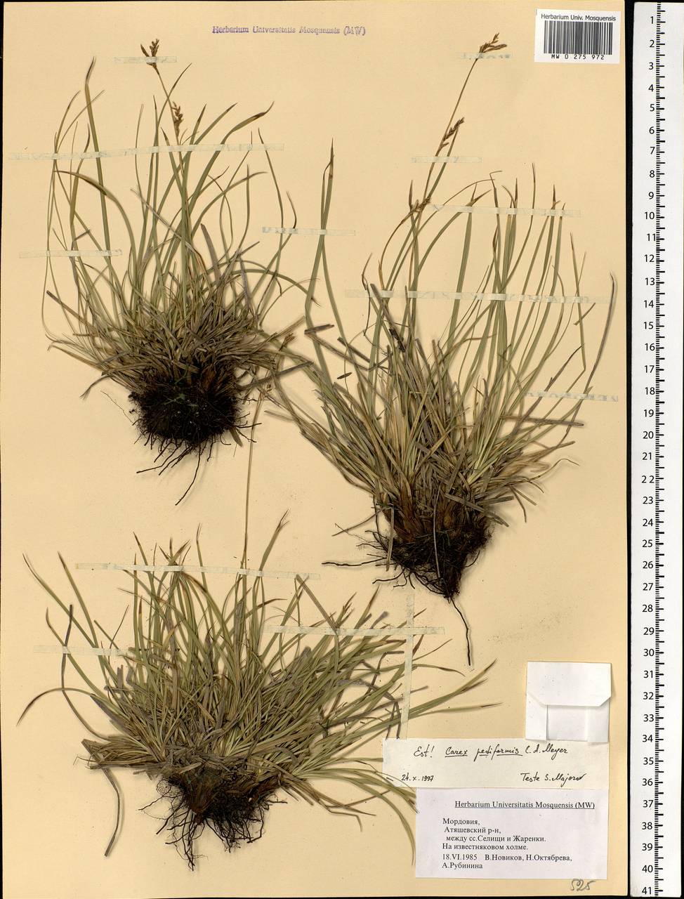 Carex pediformis C.A.Mey., Eastern Europe, Middle Volga region (E8) (Russia)