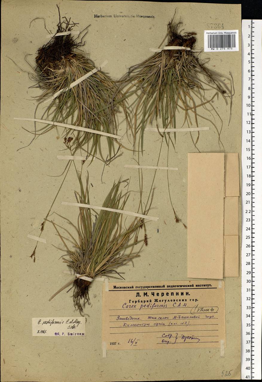 Carex pediformis C.A.Mey., Eastern Europe, Middle Volga region (E8) (Russia)