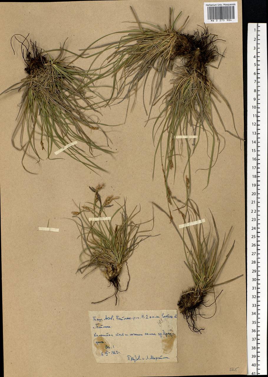 Carex pediformis C.A.Mey., Eastern Europe, Eastern region (E10) (Russia)