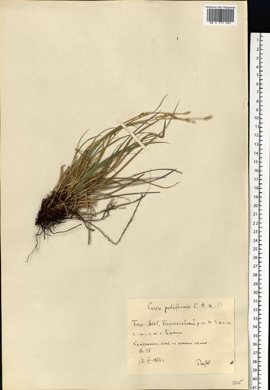 Carex pediformis C.A.Mey., Eastern Europe, Eastern region (E10) (Russia)