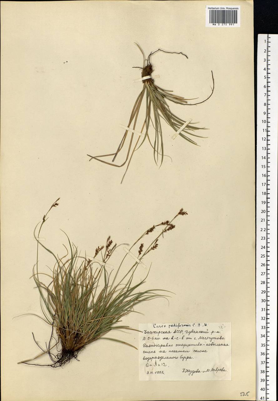 Carex pediformis C.A.Mey., Eastern Europe, Eastern region (E10) (Russia)