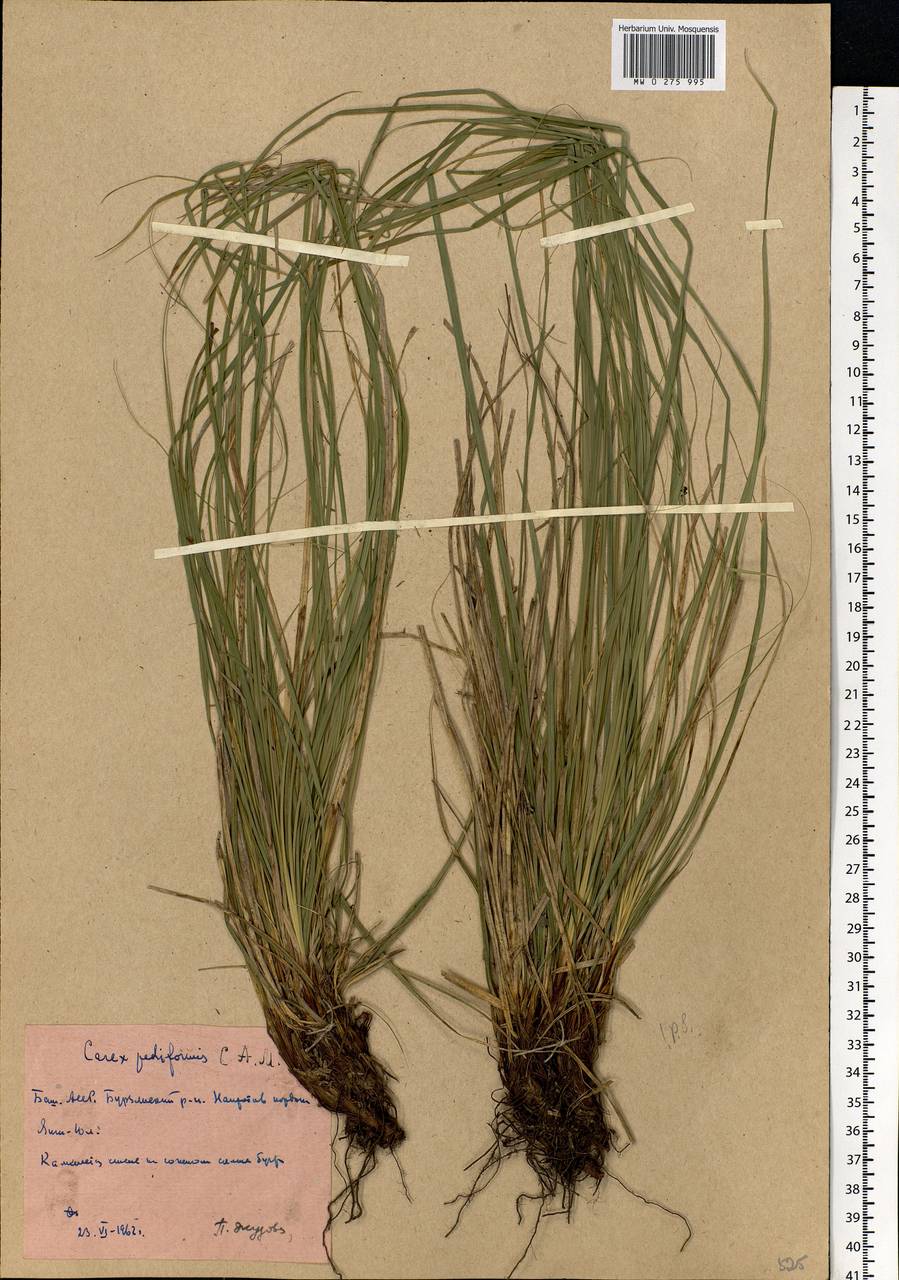 Carex pediformis C.A.Mey., Eastern Europe, Eastern region (E10) (Russia)