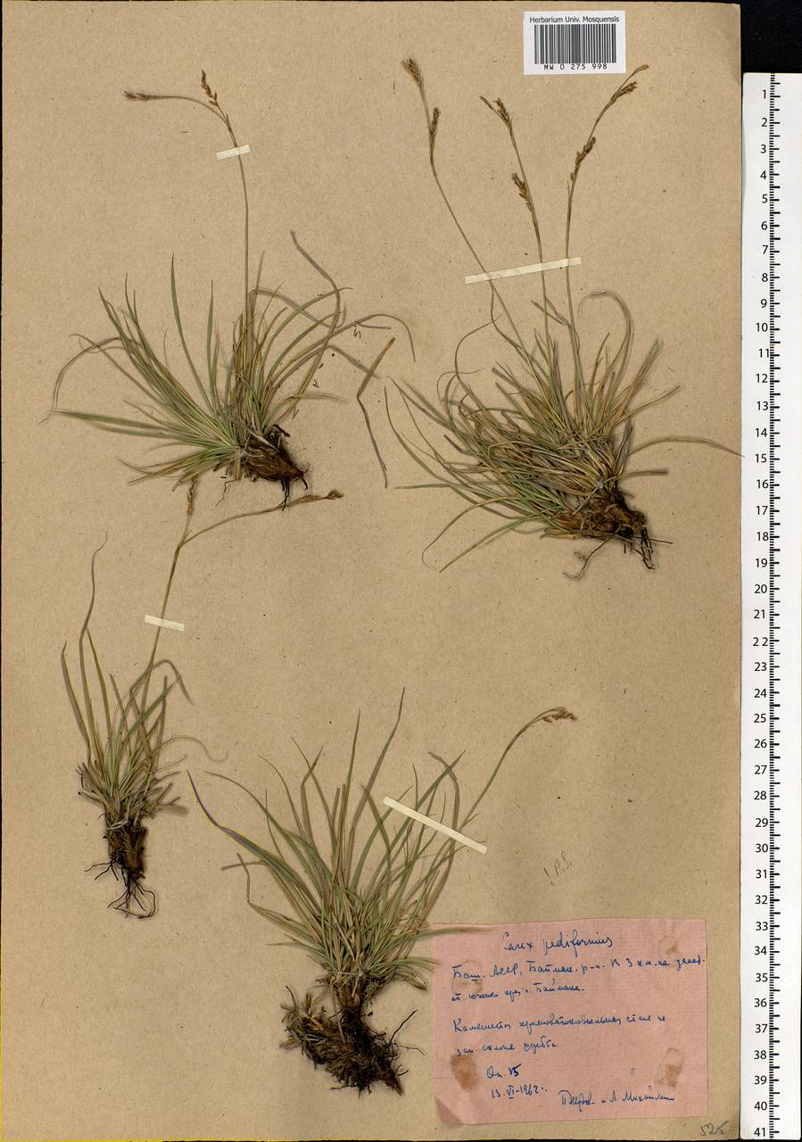 Carex pediformis C.A.Mey., Eastern Europe, Eastern region (E10) (Russia)