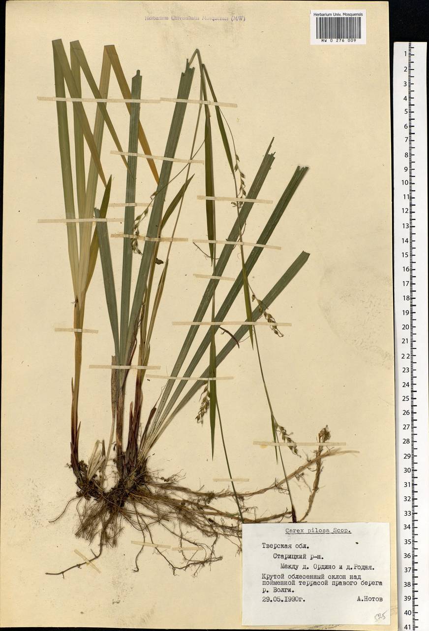 Carex pilosa Scop., Eastern Europe, North-Western region (E2) (Russia)