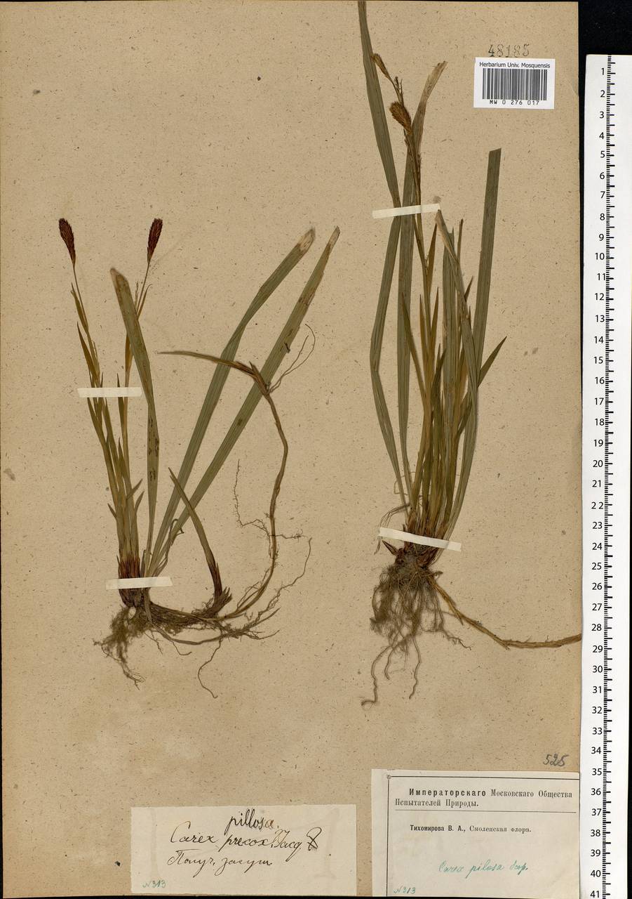 Carex pilosa Scop., Eastern Europe, Western region (E3) (Russia)