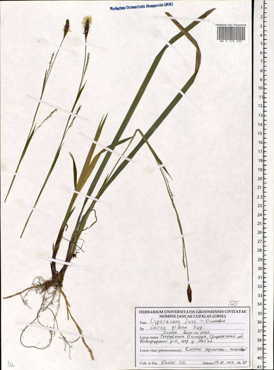 Carex pilosa Scop., Eastern Europe, Belarus (E3a) (Belarus)