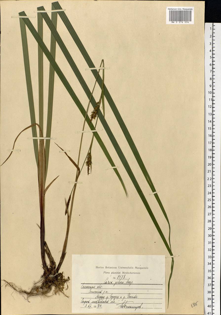 Carex pilosa Scop., Eastern Europe, Central region (E4) (Russia)