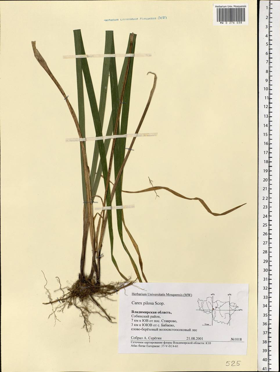 Carex pilosa Scop., Eastern Europe, Central region (E4) (Russia)
