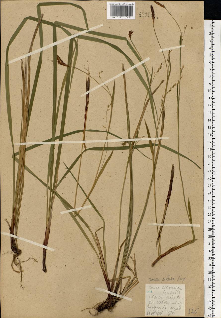 Carex pilosa Scop., Eastern Europe, Central region (E4) (Russia)