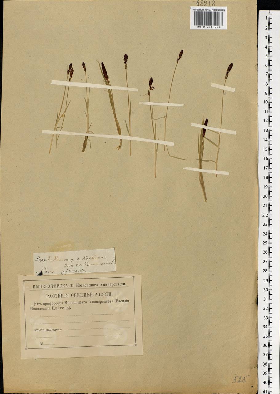 Carex pilosa Scop., Eastern Europe, Central region (E4) (Russia)