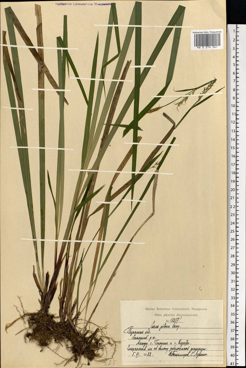 Carex pilosa Scop., Eastern Europe, Central region (E4) (Russia)