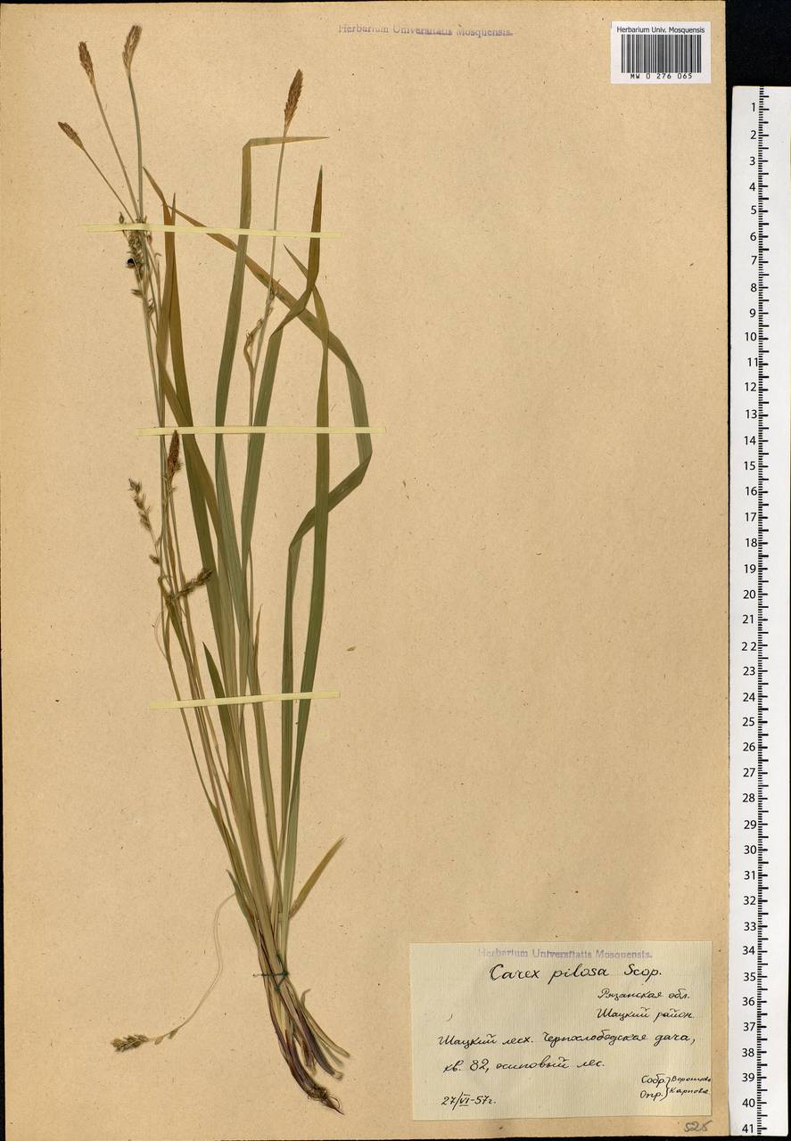 Carex pilosa Scop., Eastern Europe, Central region (E4) (Russia)