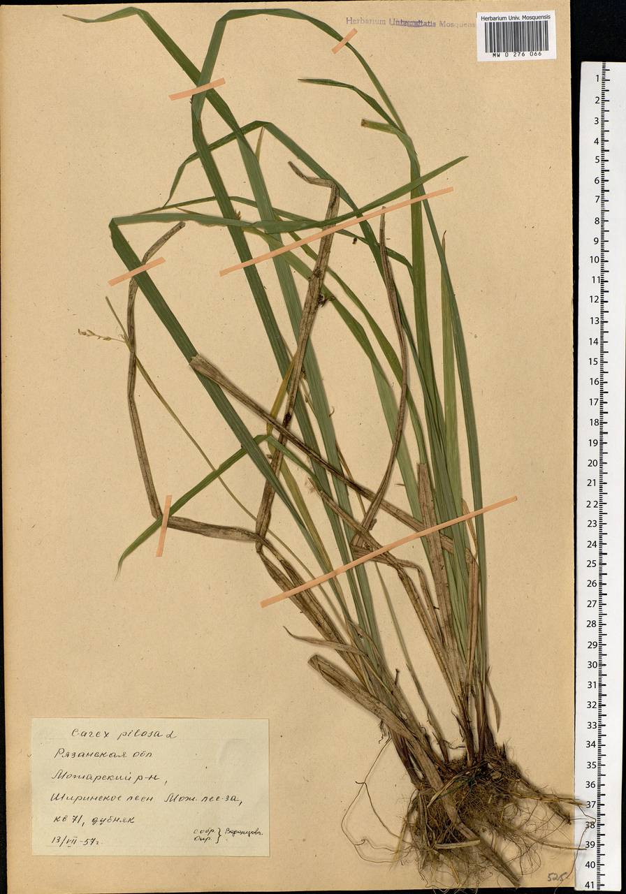 Carex pilosa Scop., Eastern Europe, Central region (E4) (Russia)