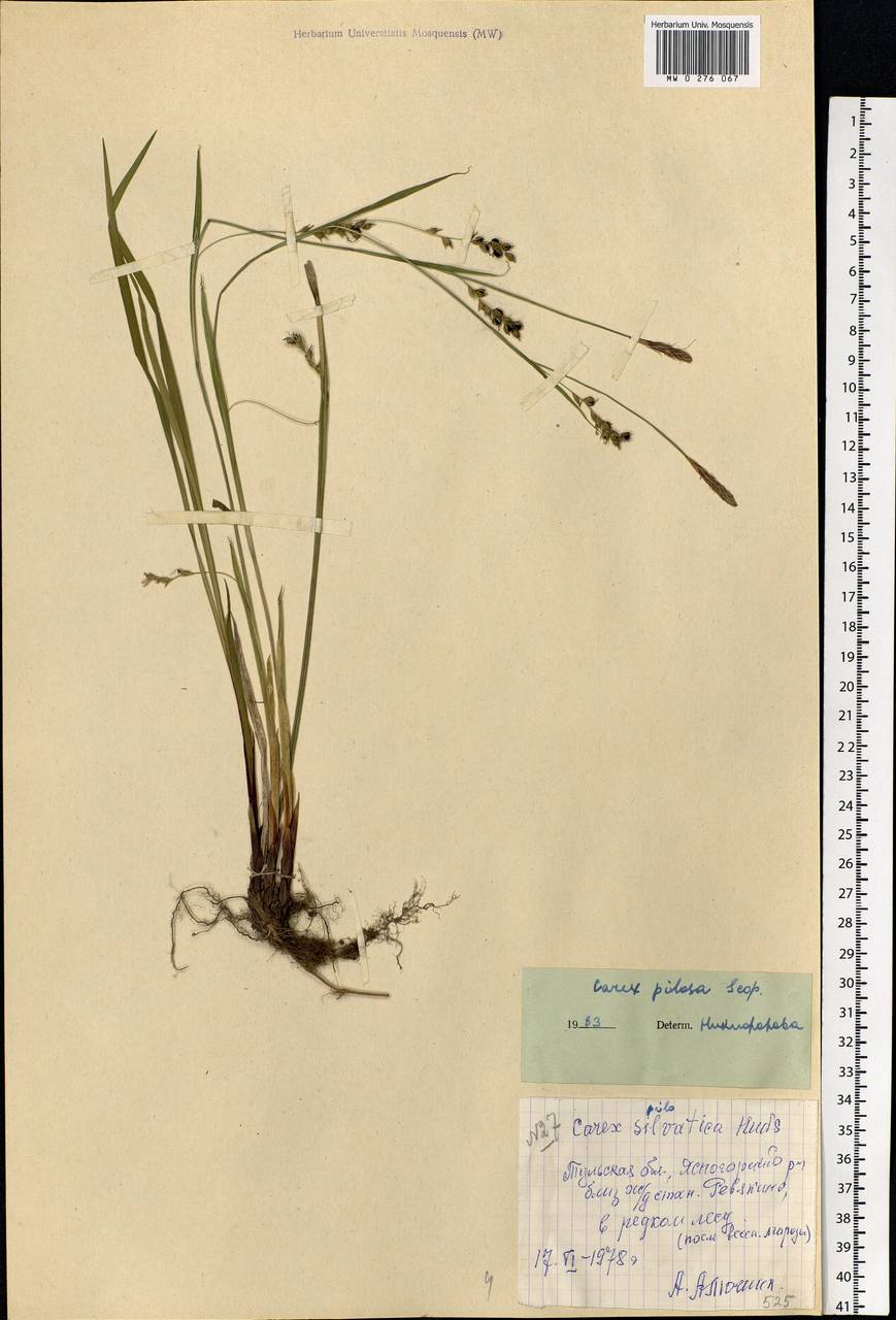 Carex pilosa Scop., Eastern Europe, Central region (E4) (Russia)