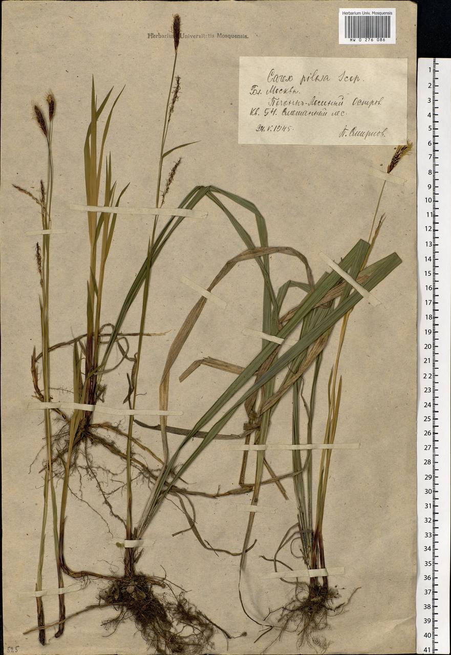 Carex pilosa Scop., Eastern Europe, Moscow region (E4a) (Russia)