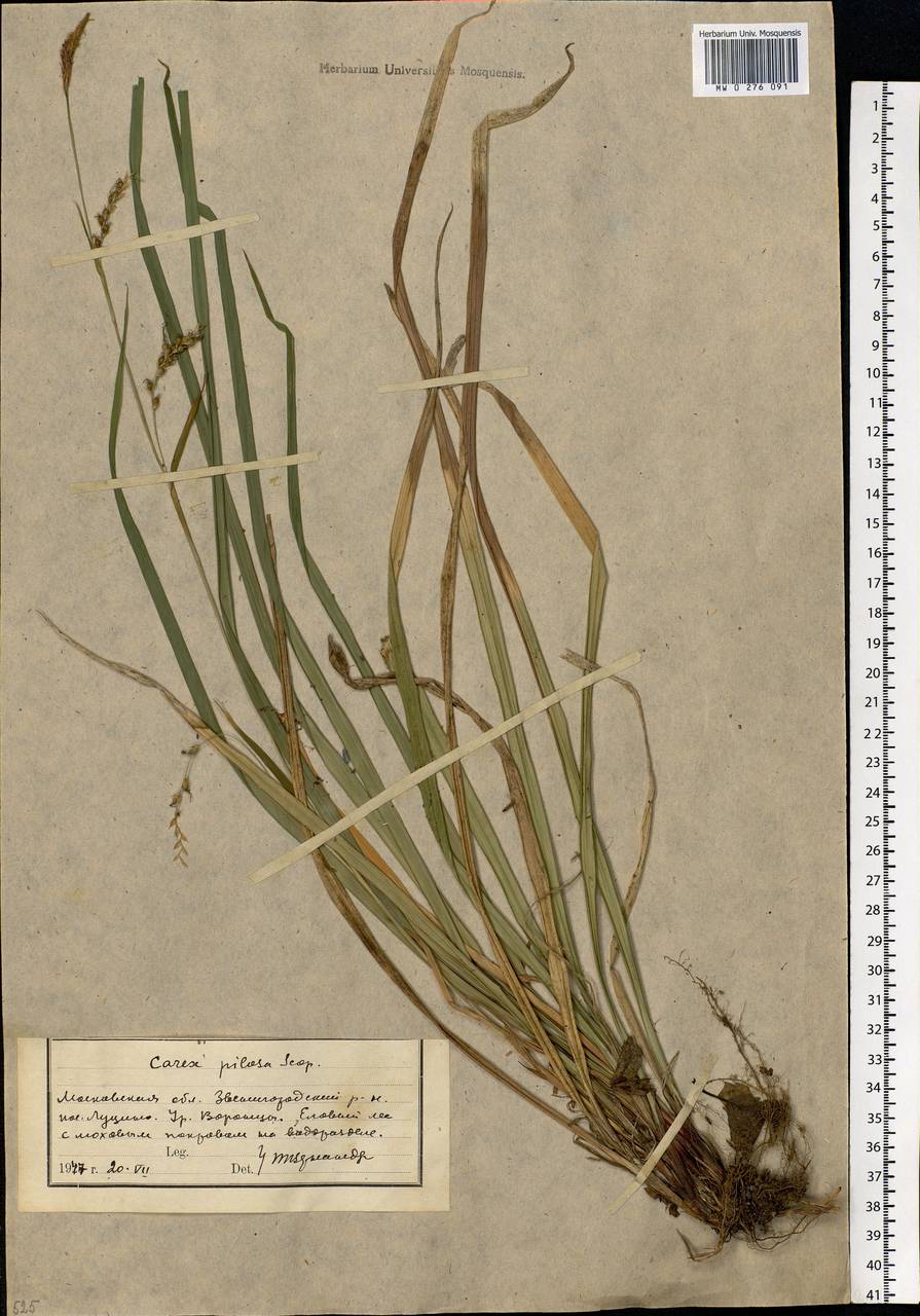 Carex pilosa Scop., Eastern Europe, Moscow region (E4a) (Russia)