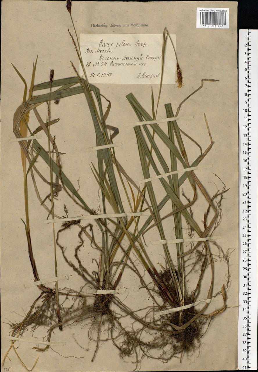 Carex pilosa Scop., Eastern Europe, Moscow region (E4a) (Russia)