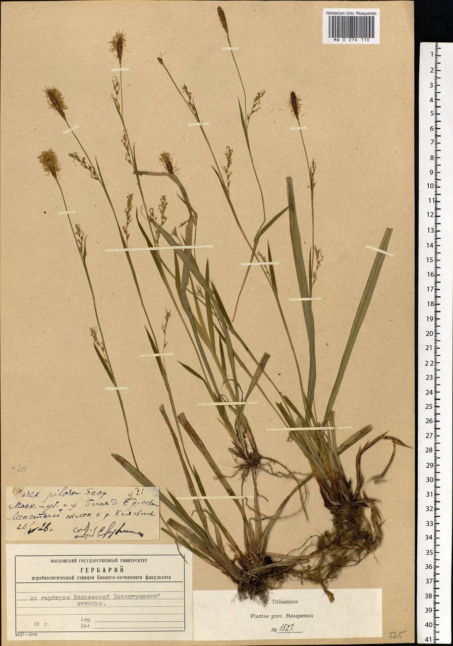 Carex pilosa Scop., Eastern Europe, Moscow region (E4a) (Russia)