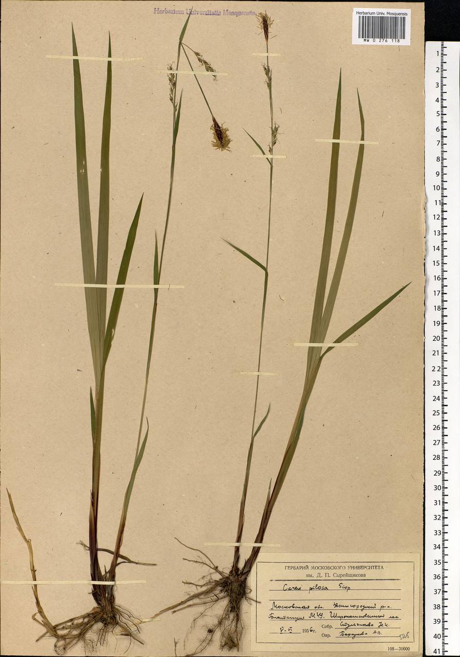 Carex pilosa Scop., Eastern Europe, Moscow region (E4a) (Russia)