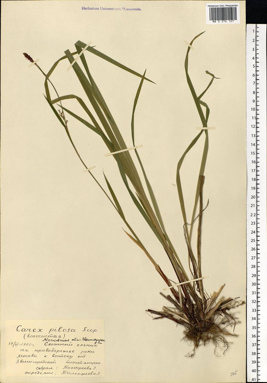 Carex pilosa Scop., Eastern Europe, Moscow region (E4a) (Russia)
